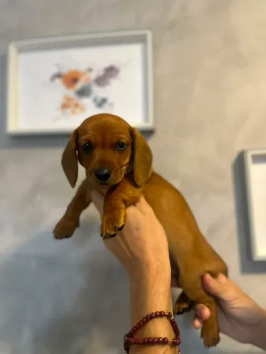 Os perfeitos dachshund (salsichinha)