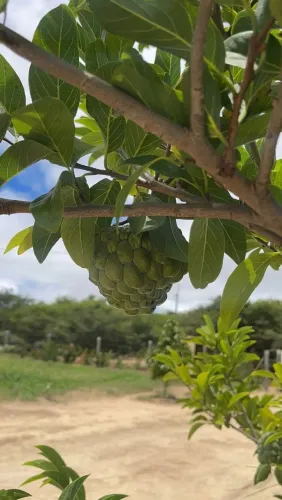 Sítio em Mucugê Bahia 