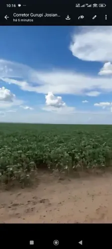 Fazenda de arrendamento TO. 4.850hec já calcariado argila 26 a 28%