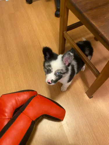 Vendo Filhote de Border Collie