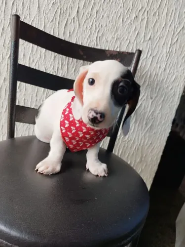 Basset Salsicha Branco com Preto 