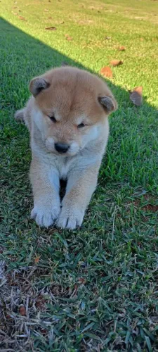 Filhote de Akita Inu