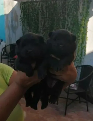 Lindos filhotes saudáveis pra venda
