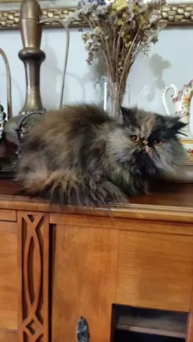 Gata persa adulta castrada 