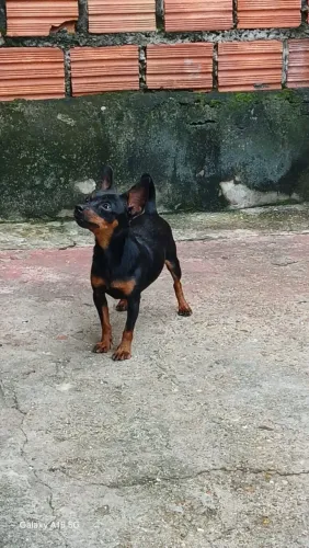 Macho n0 disponível para cruzamento 
