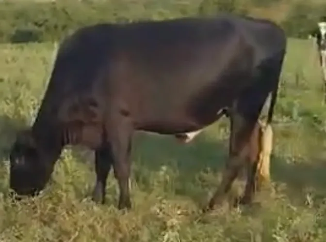 Vendo vacas Girolando