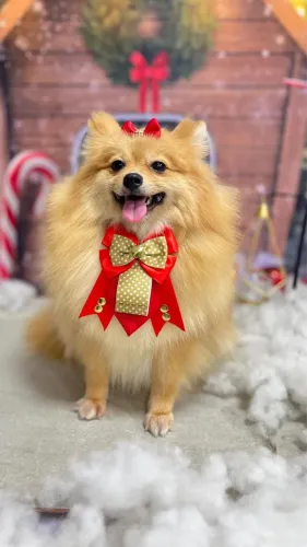 Fêmea adulta de Spitz disponível para venda