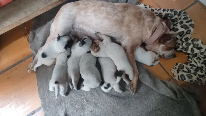 Filhotes de BLUE Hiller, boiadeiro australiano 