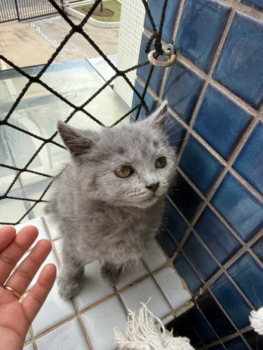 Gato Britsh Shorthair filhote