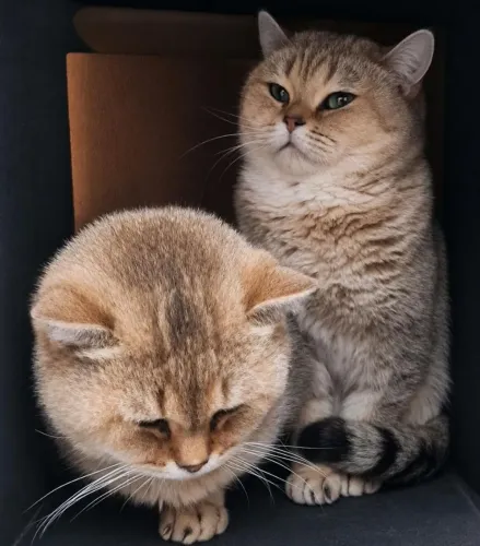 Gato British shorthair adulto