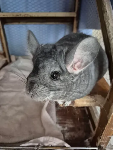 Chinchila 