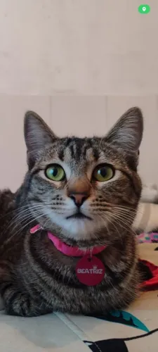 Doação de dois gatos