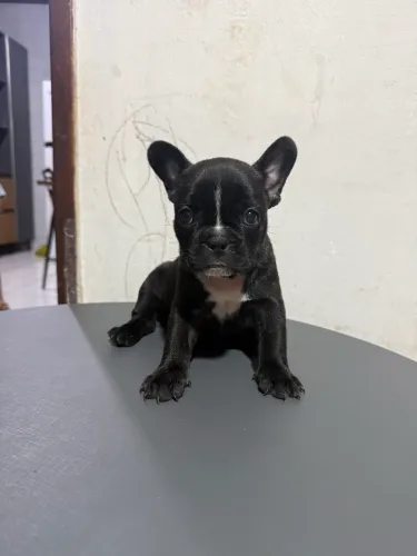 Buldogue francês 