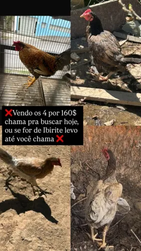 Galinhas e galo 