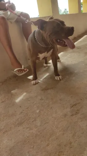 filhote de Pit Monster de 9 meses bem docil