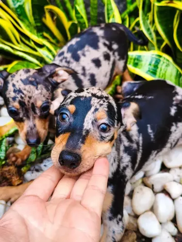 Pinscher Arlequim Macho e Fêmea Disponíveis
