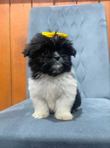 Filhotes shih tzu mini