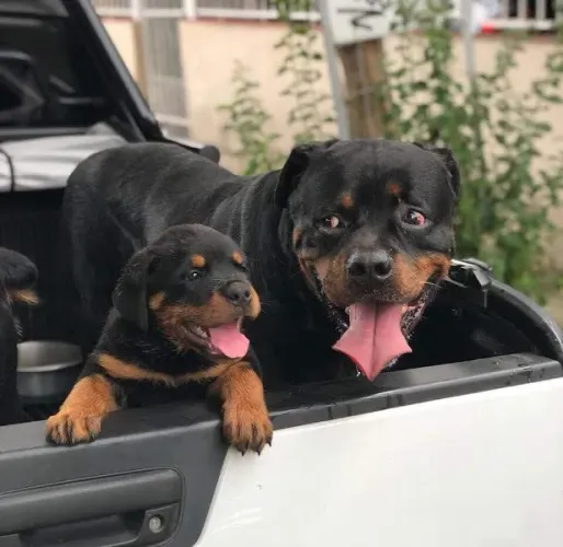 Rottweiler o unico e verdadeiro cabeça de touro legitimo!
