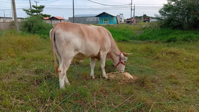 Vende se vaca pesando em dia 500 kg 