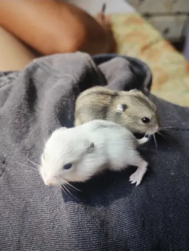 Filhotes de hamsters anão russo(pequeno)