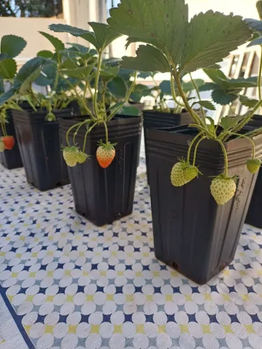 Mudas de Morango