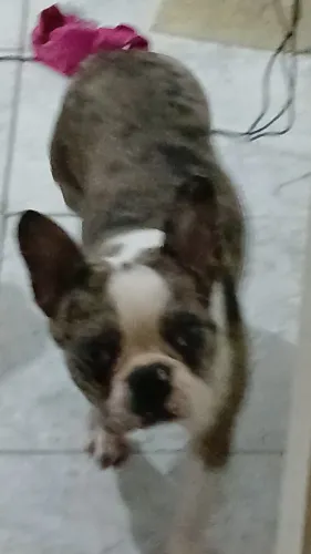 Cachorro buldogue francês 