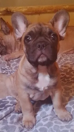Buldogue francês macho com 80 dias