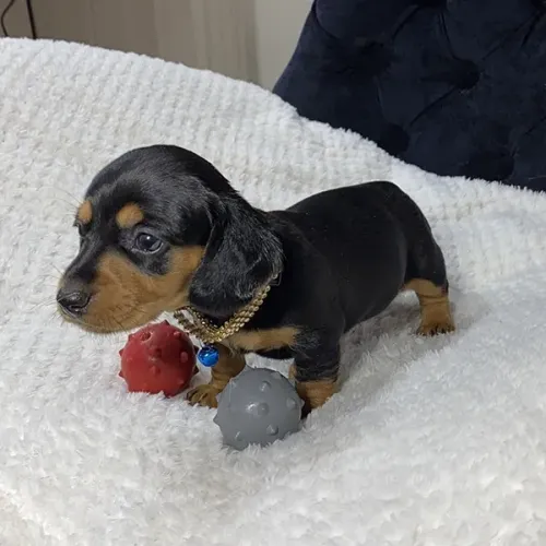 Dachshund super promoção vacinada e vermifugada 