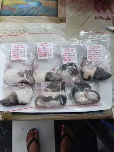 Filhotes de ratos twister congelados