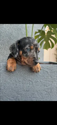 Dachshund
