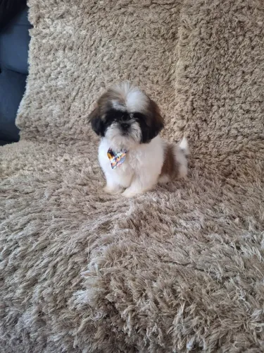 Minis filhotes de shihtzu 