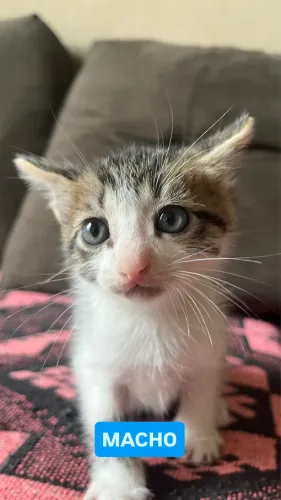 Gatinhos para doação