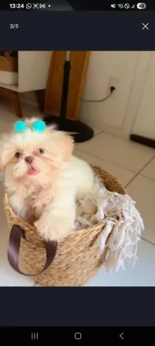 Filhotes de shihtzu mini