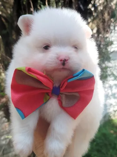 Spitz alemão