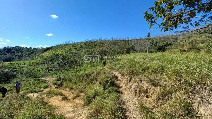 FAZENDA GADO/LEITE  CEDRO AUSTRALIANO  BANANAL  SP