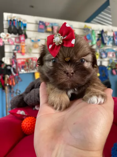Shih tzu chocolate fêmea $2.700,00