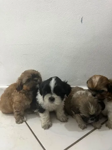 Filhotes de Shitzu