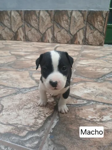 Filhotes de cachorro para adoção - Fêmeas e machos