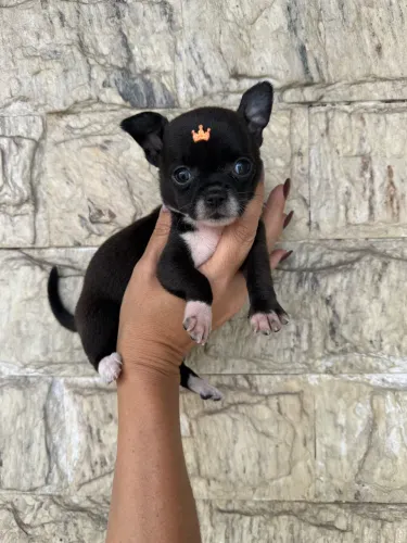 Chihuahua micro menino pretinho pelo curto entrego