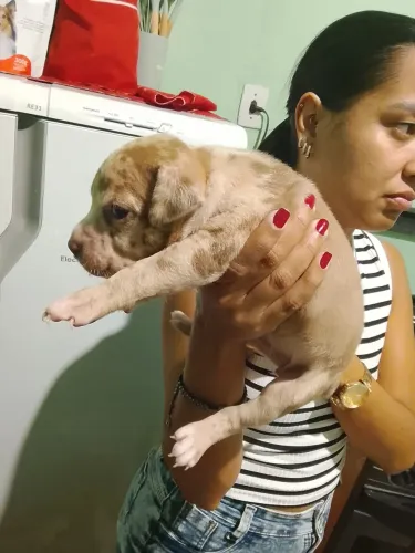 Vendo Pit monster merle