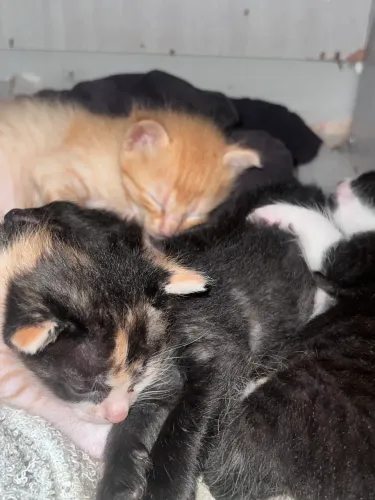 Gatos para adoção