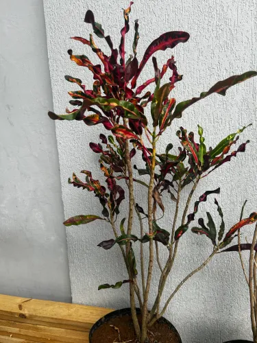 Plantas e vasos 
