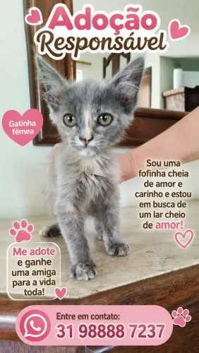 Gatinha para adoção