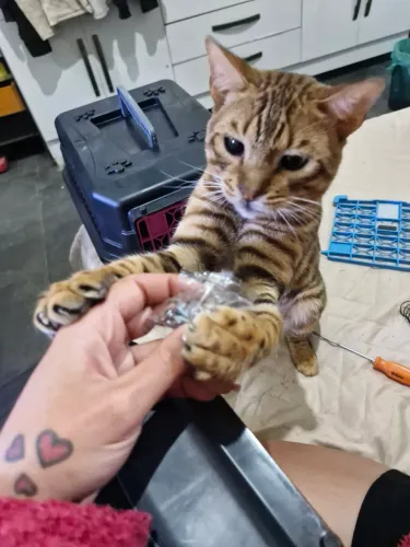 Bengal