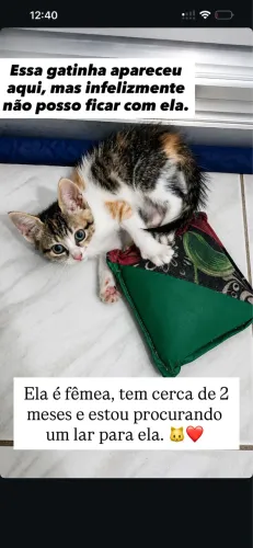 Gatinhos para doação.
