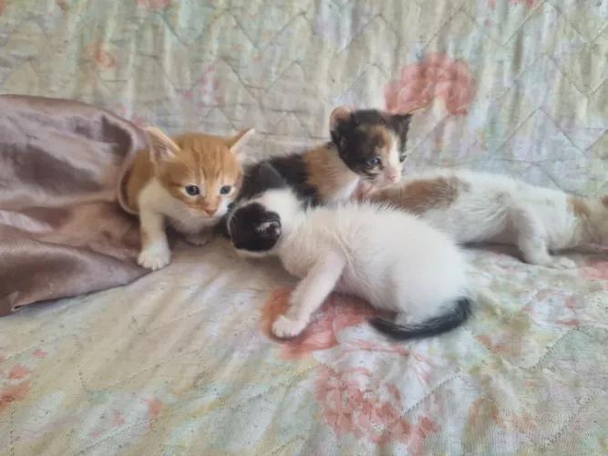 Doação de gatinhos
