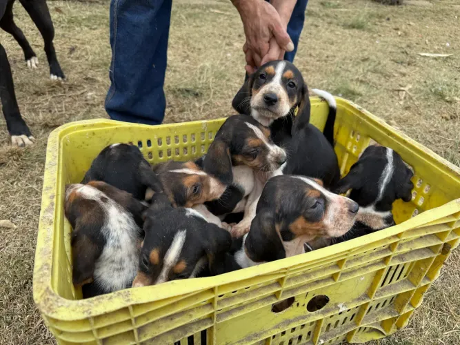 Filhotes de Fox Hound Americano 