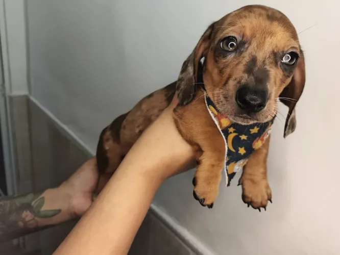 Filhotes Salshicinha (Dachshund)