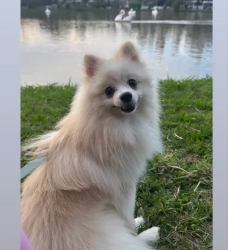 Spitz alemão 