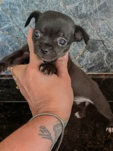 Chuhuahua